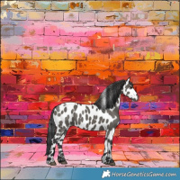Horse Color:Grullo Appaloosa 