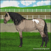 Horse Color:Liver Red Dun Appaloosa Brindle