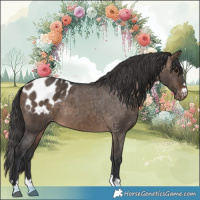 Horse Color:Brown Dun Appaloosa Brindle 