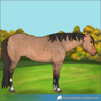 Horse Color:Bay Dun Brindle 