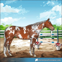Horse Color:White Spotted Silver Bay 