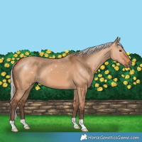 Horse Color:Silver Bay Dun 
