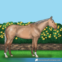 Horse Color:Silver Bay Dun
