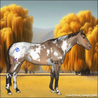 Horse Color:White Spotted Bay Dun Blanket Rabicano 
