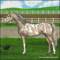 Horse Color:Red Dun Mushroom Appaloosa Brindle