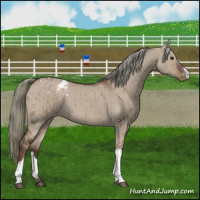 Horse Color:Liver Red Dun Mushroom Appaloosa Brindle 