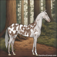 Horse Color:Liver Red Dun Mushroom Appaloosa Brindle 
