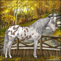 Horse Color:Liver Red Dun Mushroom Appaloosa Brindle