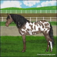Horse Color:Liver Red Dun Blanket Brindle 