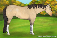 Horse Color:Buckskin Dun 