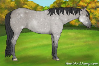 Horse Color:Grullo Roan 