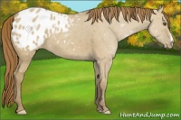 Horse Color:Classic Cream Champagne Dun Appaloosa 