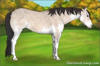 Horse Color:Bay Ice Dun Sabino Splash 