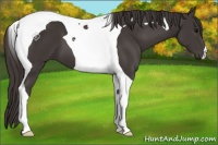 Horse Color:Smoky Black Tobiano 