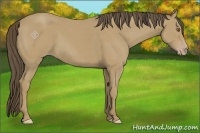 Horse Color:Classic Cream Champagne