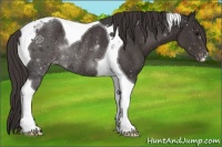 Horse Color:Smoky Black Tobiano Varnish Rabicano 