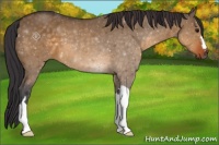 Horse Color:Buckskin Dun 