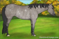 Horse Color:Grullo Rabicano 
