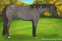 Horse Color:Smoky Blue Roan 