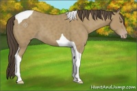 Horse Color:Classic Cream Champagne Tobiano 