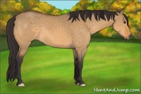 Horse Color:Buckskin Dun 