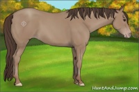 Horse Color:Classic Champagne 