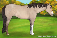 Horse Color:Sable Champagne Dun