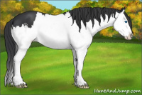 Horse Color:Black Splash 