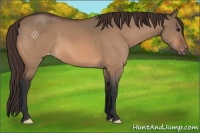 Horse Color:Brown Dun Varnish 