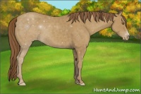 Horse Color:Classic Cream Champagne Appaloosa 