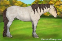 Horse Color:Sable Champagne Ice Roan Appaloosa 