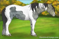 Horse Color:Blue Ice Roan Tobiano Appaloosa