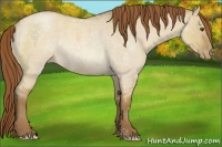 Horse Color:Classic Cream Champagne Roan Dun Appaloosa Rabicano 