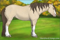 Horse Color:Classic Cream Champagne Dun 