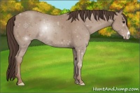Horse Color:Classic Champagne 