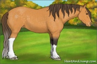 Horse Color:Buckskin Varnish 