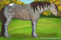 Horse Color:Buckskin Ice Appaloosa 