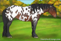 Horse Color:Brown Roan Near Leopard 