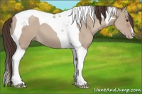 Horse Color:Classic Champagne Dun Tobiano 