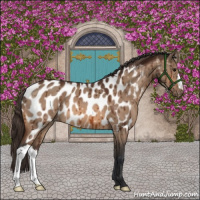 Horse Color:Bay Dun Near Leopard Brindle 