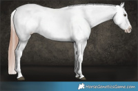 Horse Color:Liver Red Dun Snowcap Brindle 