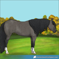 Horse Color:Grullo Brindle 
