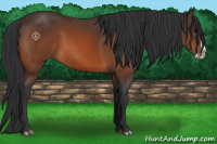 Horse Color:Bay Splash