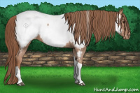 Horse Color:Chestnut Tobiano Appaloosa 