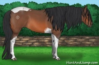 Horse Color:Bay Roan Tobiano