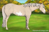 Horse Color:Cremello Frame 
