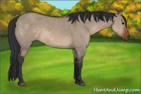 Horse Color:Brown Dun