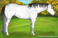 Horse Color:Gray White Spotted Smoky Grullo 
