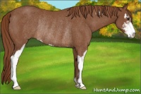 Horse Color:Chestnut Sabino Rabicano