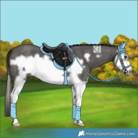Horse Color:Liver Red Roan Splash Frame 